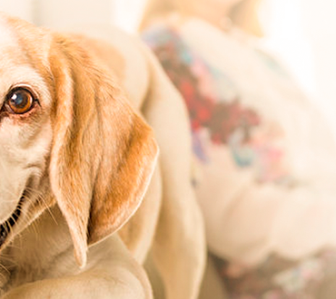 Sensor PET: proteção para casa e para seu animal de estimação